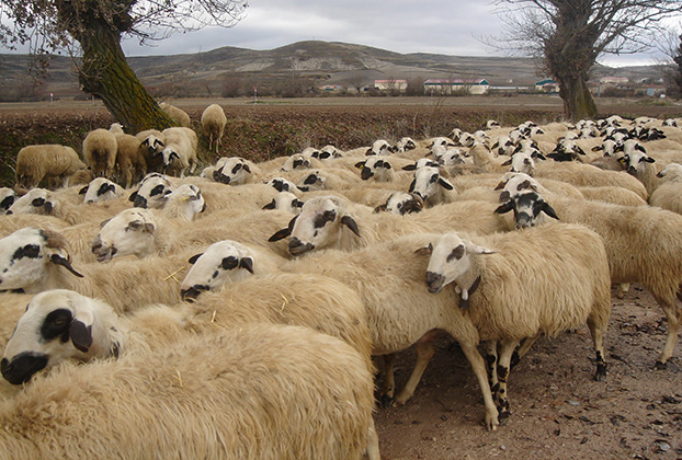 Site Sheep1